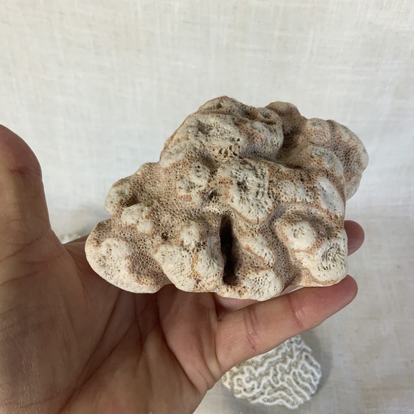 Natural Sea Finger Branch Brain Assorted Coral‎  Aquarium Decor - Picture 7 of 9